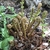 tightly coiled, scaly covering emerging frond