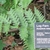 Frond next to a botanical garden sign telling about the plant