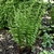 Clump of upright fronds