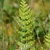 Single, erect frond with pinnatifid pinnules