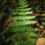 Dryopteris dilatata