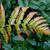 Dryopteris erythrosora