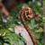 Dryopteris erythrosora