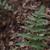 Dryopteris erythrosora