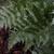 Dryopteris erythrosora