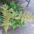 Dryopteris erythrosora