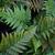 Dryopteris erythrosora