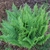 Cluster of upright fern fronds.