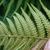 Underside of frond showing sori along pinnae midveins.