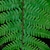 Upper surface of frond showing pinnatisect pinnae.