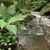 Single fern plant growing next to a stream.