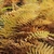 Yellowing and browning fern fronds dying back.
