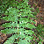 Dryopteris goldiana