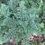 Dryopteris intermedia
