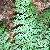 Dryopteris intermedia
