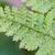 Dryopteris intermedia