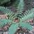 Dryopteris marginalis