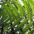 Dryopteris marginalis