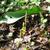 Emerging growth