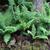 Dryopteris