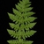 Compound frond (Cobbs Hill, Rochester, NY)-Late Summer