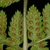 Sori on back of frond (Cobbs Hill, Rochester, NY)-Late Summer