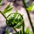 close-up of unfurling frond.