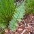 Single, erect frond with pinnatifid pinnules
