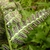 Underside of pinnules showing rows of sori