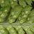 Dryopteris dilatata
