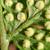 Dryopteris dilatata