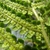 Close-up of underside of pinnules with rows of sori