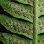 Sori on back of frond