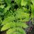 frond