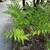 fern with erect fronds growing next to walkway