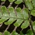 Upper side of frond showing grooved rachis.