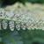 Back of frond with spores