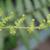 Unfurling frond