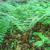 Dryopteris marginalis