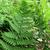 Dryopteris marginalis