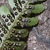 Underside of frond showing sori and overlapping indusia.