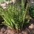 rachis and costa exhibit continuous grooves on their upper sides
