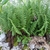 Stand of upright, green fronds.