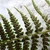Underside of frond showing c-shaped sori