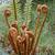 Uncurling frond
