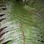 Leaf closeup