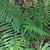 Dryopteris australis