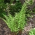 Clump of upright fronds
