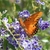 Butterfly visiting the flowers.