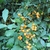 leaves and orange, fleshy drupes.